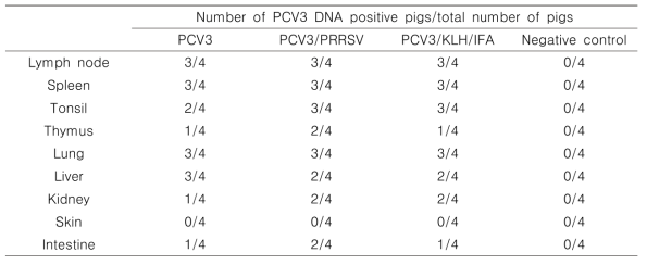 감염 후 21일 돼지들의 부검조직에서 PCV3 양성 돼지 수/전체 돼지 수