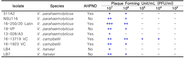 Vibrio strains에 대한 박테리오파지(pVc-1)의 항균력 평가(대표 균주만 나열)