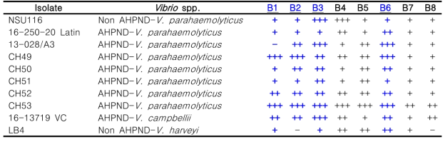 Vibrio strains에 대한 프로바이오틱스(Bacillus spp.)의 항균력 평가(대표 균주만 나열)