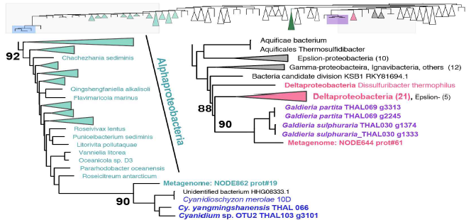 대만 양명산 남색홍조식물 4종의 유전자군 계통분석에서 확인된 분류군 간 구별되는 HGT패턴