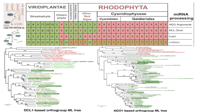 (위) miRNA 관련 AGO, DCL 유전자군의 진핵생물 유전체 내 분포 및 (아래) 남색홍조식물 특이적인 유실 패턴