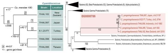(왼쪽) Inside toolkit 가설 검증을 위한 5개의 Cyanidiocoocus 배양주 유전자 획득 및 유실 패턴 분석 결과, (오른쪽) 계통 분석을 통한 다른 지역의 Cyanidiococcus 배양주 유전자의 상동성 예시