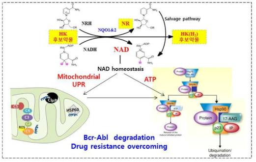 약물 저항성 백혈병에서 NAD boosting의 대사제어를 통한 항암 효과