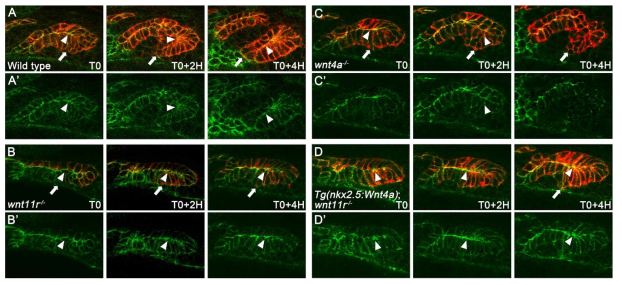 인두낭 형성과정 동안의 부착연접(adherens junction) 변화. (A-D) Tg(her5:mCherryCAAX); Tg(α-catenin-Citrine) 이중 형질전환 동물에서 제작된 인두낭(적색) 형성과정 동안의 부착연접(녹색) 변화의 time-lapse image에서 추출한 일련의 사진들. (A) 정상동물의 인두낭 형성과정에서 부착연접 변화. 인두내배엽 세포의 정단막에 형성되었던 부착연접(화살표머리)이 인두낭 형성이 시작되자 불안정화 되면서 일시적으로 사라졌다가 인두낭이 형성되자 다시 재확립된다. (B) wnt11r 기능상실 돌연변이의 인두낭 발달과정 동안의 부착연접(화살표머리) 변화. 인두낭을 형성하지 못하는 wnt11r 돌연변이 인두내배엽 세포의 정단막에서 지속해서 부착연접이 관찰된다. (C) wnt4a 기능상실 돌연변이의 인두낭 발달과정 동안의 부착연접(화살표머리) 변화. 인두낭 형성이 시작되기 전 관찰되었던 부착연접은 인두낭 형성이 시작되자 불안정화되면서 불규칙한 양상으로 관찰된다. 하지만, 다중층의 인두낭에서는 더 이상 재형성된 부착연접이 관찰되지 않는다. (D) 중배엽에서 wnt11r 발현이 wnt4a로 대체된 동물에서의 인두낭 형성과 부착연접 변화. wnt11r 돌연변이처럼 인두낭이 형성되지 못했으며, 인두내배엽에서 비정상으로 부착연접이 지속되었다. (A’-D’) 녹색 채널만 보여줌