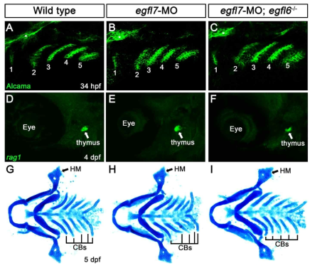 인두낭 발달과정에서 egfl7의 기능분석. (A-C) 수정 후 34시간 배아에서의 Alcama 면역염색. egfl7의 기능이 knock-down된 동물과 egfl6 돌연변이에서 egfl7의 기능이 knock-down된 동물 모두에서 인두낭은 정상적으로 발달하였다. 각각의 인두낭은 숫자로 표기되었다. (D-F) 수정 후 4일 동물에서의 rag1 in situ hybridization. 모든 동물에서 가슴샘 조직에서 발현하는 rag1이 정상적으로 발현하고 있었다. (G-I) 수정 후 5일의 물고기 유생에서의 Alcian blue 염색. 모든 동물에서 인두낭에 의해서 형태발생에 영향을 받는 HM과 CB 연골을 포함하여 모든 얼굴골격이 정상적으로 형성되었다. HM, hyomandibular cartilage; CB, ceratobranchial cartilage