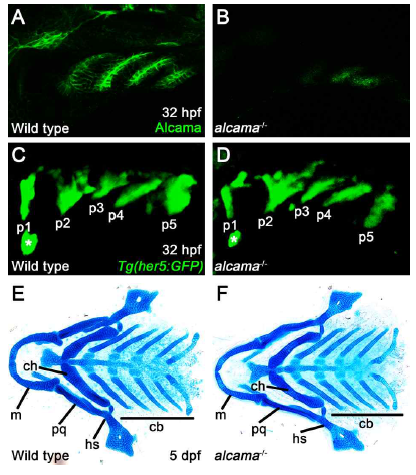 인두낭 형성과정에서 alcama의 기능분석. (A, B) 수정 후 32시간 배아에서의 Alcama 면역염색. 정상동물에 비해서 alcama 기능상실 돌연변이에서 Alcama 단백질은 거의 탐지가 되지 않았다. alcama 기능상실 돌연변이가 null 돌연변이임을 보여준다. (C, D) 수정 후 32시간 배아에서 Tg(her5:GFP) 전이유전자를 통한 인두낭의 시각화. alcama 돌연변이는 정상 동물처럼 정상적인 인두낭 발달을 보인다. (E, F) 수정 후 5일의 물고기 유생에서의 Alcian blue 염색. alcama 기능상실 돌연변이에서 모든 얼굴골격이 정상적으로 형성되었다. m, Meckel′s cartilage; pq, palatoquadrate cartilage; hs, hyosymplectic cartilage; ch, ceratohyal cartilage; 츄, ceratobranchial cartilage