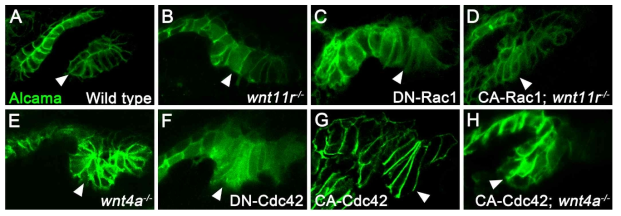 인두낭 발달과정에서 Wnt11r-Rac1 경로와 Wnt4a-Cdc42 검증. (A-H) 수정 후 32시간 배아에서 Alcama 면역염색. (A) 정상동물의 3번과 4번 인두낭. 인두낭은 모두 이중층(bilayered) 구조를 지니고 있으며, 4번 인두낭을 화살표머리로 표시하였다. (B) wnt11r 기능상실 돌연변이의 인두내배엽. 3번과 4번 인두낭을 형성해야 할 인두내배엽 조직(화살표머리)이 인두낭을 형성하지 못했다. (C) 인두내배엽 특이적으로 DN-Rac1을 발현하는 Tg(nkx2.3:Gal4VP16); Tg(uas:DN-Rac1) 이중 형질전환 물고기의 인두내배엽. 3번 인두낭은 비정상적으로 형성되었으며 4번 인두낭(화살표머리)은 형성되지 못했다. (D) wnt11r 기능상실 돌연변이의 인두내배엽에서 CA-Rac1을 발현하는 Tg(nkx2.3:Gal4VP16); Tg(uas:CA-Rac1); wnt11r-/- 복합물고기의 인두내배엽. 인두낭이 형성되지 못했던 wnt11r 돌연변이에 비해서 다중층(multilayered)의 인두낭(화살표머리) 형성이 복구되었다. (E) wnt4a 기능상실 돌연변이의 인두내배엽. 다중층 구조를 지닌 4번 인두낭(화살표머리)이 형성되었다. (F) 인두내배엽 특이적으로 DN-Cdc42를 발현하는 Tg(nkx2.3:Gal4VP16); Tg(uas:DN-Cdc42) 이중 형질전환 물고기의 인두내배엽. 다중층 구조를 지닌 인두낭(화살표머리)이 관찰된다. (G) Tg(nkx2.3:Gal4VP16); Tg(uas:CA-Cdc42) 이중 형질전환 물고기의 인두내배엽. 비정상적인 구조를 지닌 인두낭(화살표머리)이 형성된다. (H) wnt4a 기능상실 돌연변이의 인두내배엽에서 CA-Cdc42를 발현하는 Tg(nkx2.3:Gal4VP16); Tg(uas:CA-Cdc42); wnt4a-/- 복합물고기의 인두내배엽. 비정상적인 구조를 지니긴 했지만, wnt4a 돌연변이에 비해서 다소 완화된 인두낭(화살표머리) 형성이 관찰되었다