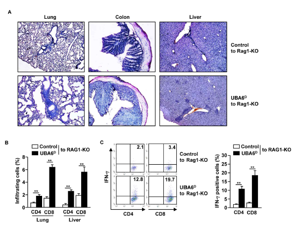 UBA6D T cell을 이식한 RAG1-KO 쥐에서 multi-organ inflammation의 발달. control과 UBA6D 쥐에서 CD3+CD25-CD122- cell 분리 및 RAG1-KO 쥐에게 이식. (A) H&E staining을 통해 조직에서 Leukocyte 침윤 확인. (B) 폐, 간에서 CD4, CD8 T cell의 침윤 확인. (C) CD4 and CD8 T cell에서 세포 내 IFN-γ 생산 수준 측정