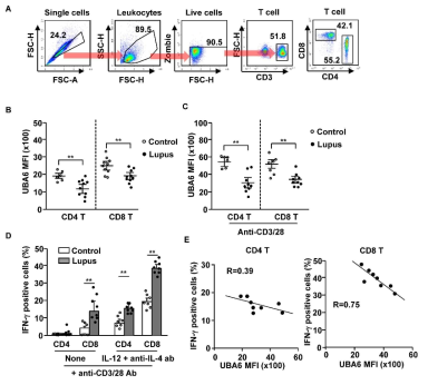 SLE 환자 T cell에서 UBA6는 IFN-γ 생산을 음성적으로 조절한다. 건강한 사람과 SLE 환자의 혈액에서 Peripheral blood mononuclear cells (PBMCs)를 분석한 결과, CD4, CD8 T cell의 UBA6의 발현 수준. (A) PBMC에서 CD4, CD8 T cell. (B) 건강한 사람과 SLE 환자의 T cell에서 UBA6의 MFI. (C) 분리된 CD4, CD8 T cell을 anti-CD3/28로 자극 후, T cell에서 UBA6의 수준. (D) 사이토카인과 항체로 자극 후, CD4 and CD8 T cell에서 세포 내 IFN-γ 생산 수준. (E) SLE T cell에서 IFN-γ 생산 수준과 UBA6 발현의 상호관계