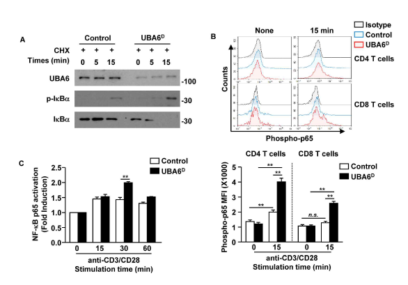 UBA6는 CD8+ T cell에서 NF-κB 활성의 억제를 위해 필요하다. 분리한 naïve CD8+ T cell은 anti-CD3, anti-CD28 Ab와 함께 활성 되었다. (A) 세포는 50 μM cycloheximide으로 활성됨. 모든 세포 lysate를 준비 및 western blot analysis를 통해 분석함. p-IκBα, IκBα, and UBA6 Abs를 사용하여 해당 단백질을 찾아냄. (B) CD4, CD8 T cell에서 phospho-p65 수준을 분석. (C) 핵 전사인자 NF-κB p65활성을 ELISA-based TransAM NF-κB p65 kit (Active Motif)로 측정