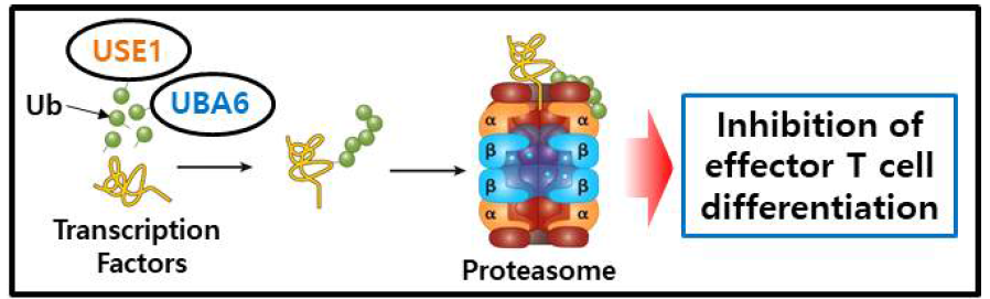 UBA6에 의한 전사 조절 인자 분해에 따른 T 세포의 분화