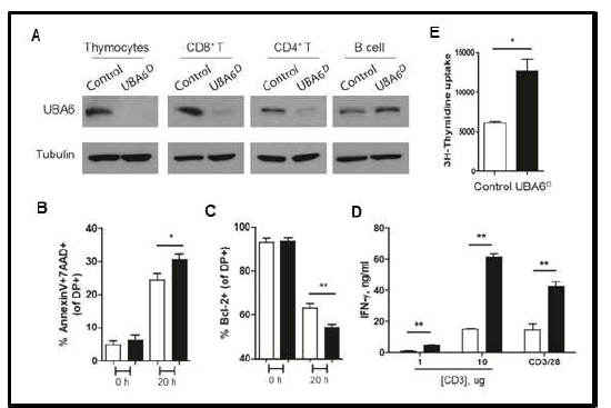 T 림프구 특이적 UBA6 결핍 쥐의 활성 비교