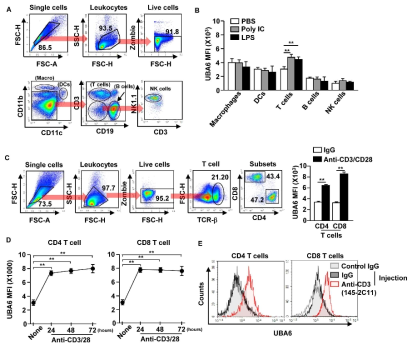 자극된 T cell에서 UBA6 발현 증가. C57BL/6 쥐에 2 mg/kg poly IC와 0.1 mg/kg의 LPS를 복강 주사함. 주사하고 24시간 뒤, 면역 세포에서 UBA6 발현 수준을 확인. (A) 비장에서 면역 세포의 게이팅. (B) 면역 세포에서 UBA6의 MFI. (C) anti-CD3/28 Ab와 비장 세포를 24시간 동안 둠. CD4, CD8 T cell의 게이팅과 CD4, CD8 T cell에서 UBA6의 MFI. (D) anti-CD3/28 Ab 자극 후, CD4 또는 CD8 T cell에서 UBA6의 시간 의존적 발현 수준. (E) C57BL/6 쥐에 anti-CD3 Ab를 복강 주사 후 24시간 뒤 CD4, CD8 T cell에서 UBA6 수준