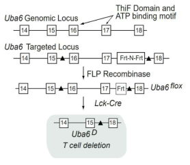 UBA6 T cell specific deletion mouse 제작 schme. UBA6 flox/flox mouse와 Lck Cre 마우스를 교배를 통하여 Lck Cre; UBA6 flox/+를 생성후 이를 UBA6 flox/flox 교배를 통하여 Lck Cre; Uba6 flox/flox를 생성하며 이를 Uba6D로 명명함
