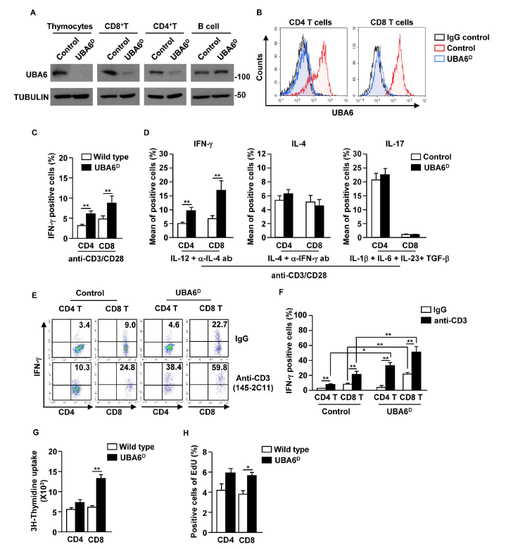 CD4, CD8 T cells에서 UBA6의 결핍은 IFN-γ 생산을 증가함. control과 UBA6D 쥐의 비장과 흉선으로부터 Total thymocytes, peripheral T cells, CD19+ B cell을 분리. (A) Cell lysate를 anti-UBA6 and anti-tubulin으로 immunoblot. (B) UBA6D CD4, CD8 T cell에서 UBA6 발현 수준 확인. (C) anti-CD3/28 Ab로 자극 후 세포 내 IFN-γ 수준 측정. (D) 사이토카인과 항체를 처리한 후 관련된 사이토카인의 세포 내 생산 수준을 확인. (E) anti-CD3 Ab 주사하고 24시간 뒤, 비장의 CD4, CD8 T cell에서 IFN-γ 의 생산 수준 확인. (F) IFN-γ-생산 세포 확인. (G) anti-CD3/28 Ab 로 자극 후 3H-thymidine uptake 측정에 따른 세포 증식. (H) Edu uptake를 통한 비장의 CD4, CD8 T cell에서의 in vivo 세포 증식 확인
