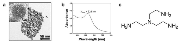 (수식) 금 나노입자 제조. (a) 합성된 금 나노입자 (~8 nm) TEM 이미지, (b) UV-vis peak, (c) 단분자 물질로 금 나노입자 층을 연결해주는 링커로 이용된 Tris(2-aminoethyl)amine (TREN, Mw 146)