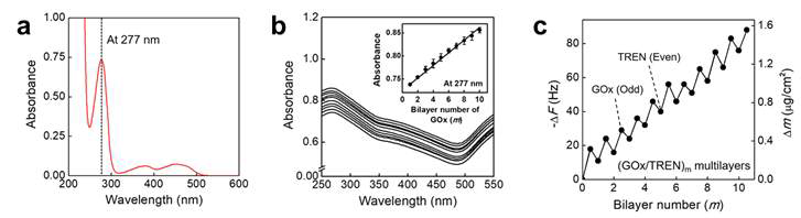 글루코오스 산화효소 (GOx)의 거동 분석. (a) UV-vis peak, (b) 단분자 물질인 트랜(TREN)과의 바이오 어셈블리 글루코오스 산화효소 (GOx)와 단분자 트랜 (TREN)의 순차적 적층을 통한 효소의 로딩 매스 증가, (c) QCM 데이터. m: 글루코오스 산화효소 (GOx)의 적층 수