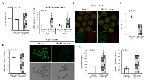 Gas6 회복에 의한 노화 난자 내 미토콘드리아 기능 및 세포질 성숙 증진 분석