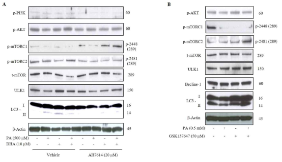 Regulation of mTOR signaling pathway and autophagy by GPR120 manipulation. Level of cellular signaling molecules and autophagy-regulating factors was examined after treatment with GPR120 antagonist (AH7614) and agonist (GSK137647) by western blotting assay