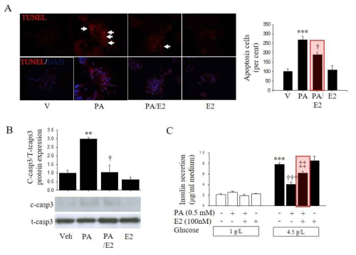 Protective effect of Estrogen against lipotoxicity in pancreatic β-cell. A. Apoptosis of pancreatic β-cell was labeled with Red spots by TUNEL assay. The number of apoptotic cells was statistically described. B. Cleaved and total-caspase3 was measured by western blotting assay. C. Released insulin was extracted from culture media and measured by mouse insulin ELISA kit. V: vehicle, PA:palmitate, E2: β-Estradiol