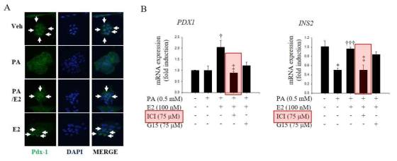 Estrogen improves expression and transcription activity of PDX1 and INS2 via Estrogen receptor. A. Distribution of PDX1 was observed by immunofluorescence in pancreatic β-cell. B. Gene expression of PDX1 and INS2 was measured by Real time PCR assay