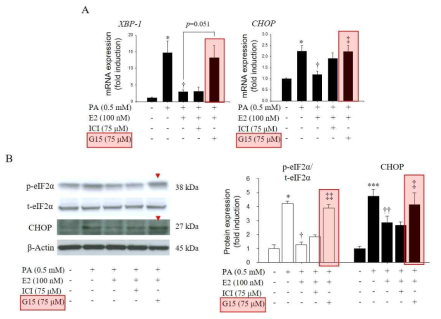 Estrogen represses ER-stress through GPER. A. Gene expression of XBP-1 and CHOP was measured by Real time PCR assay. B. Phosphorylated eIF2α and CHOP was measured by western-blotting assay