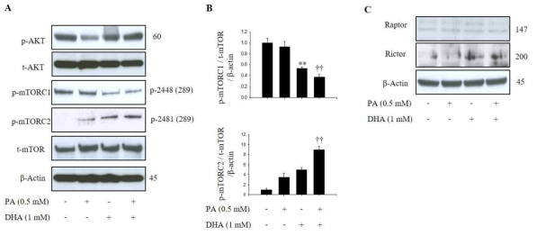 DHA treatment regulates the synthesis of mTORC1 and mTORC2. (A) Level of protein expression and phosphorylated form of Akt, mTOR (mTORC1, mTORC2) was measured by westernblotting assay, and (B) the level of mTORC1 amd mTORC2 was described as ratio to total-mTOR and β-actin. (C) Expression level of Raptor and Rictor was measured by westernblotting assay