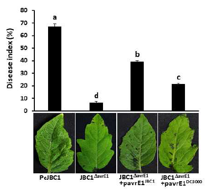 avrE1유전자 결손(JBC1ΔavrE1)이 P. cichorii JBC1균주의 토마토 잎에서의 발병에 대한 영향