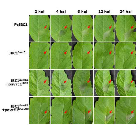 avrE1유전자 결손 균주(JBC1ΔavrE1)의 수침상형성 및 발병에 대한 영향