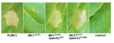 avrE1유전자 결손(JBC1ΔavrE1)이 과민성 반응에 미치는 영향