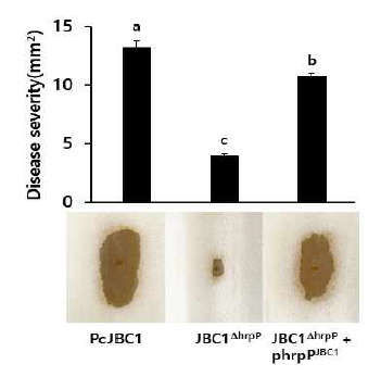 hrpP유전자 결손이 P. cichorii JBC1균주의 병원성