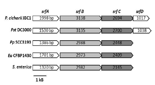 Pseudomonas cichorii JBC1 균주의 srf 클러스터 구조