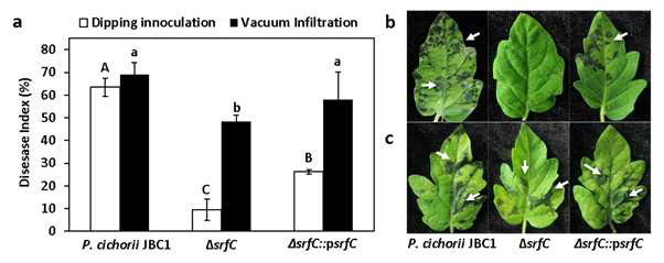 ΔsrfC 유전자의 P. cichorii JBC1 균주의 표면 및 세포간극 접종시의 발병정도 (병원력) 변화