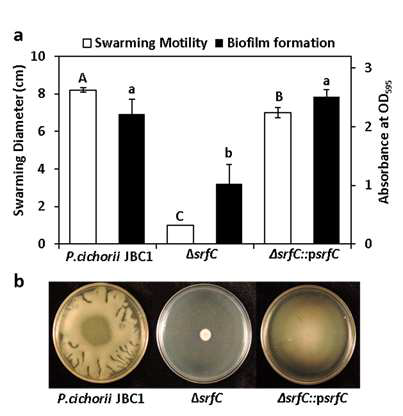 ΔsrfC 유전자의 P. cichorii JBC1 균주의 운동성 및 생물막 형성에 대한 영향