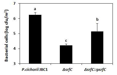 ΔsrfC 유전자의 P. cichorii JBC1 균주의 식물체 표면 부착에 대한 영향