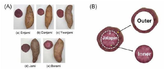 Images of the five purple sweet potato cultivars harvested in Korea and a diagram indicating the jalapin, outer, and inner layers of Borami, defined in this study