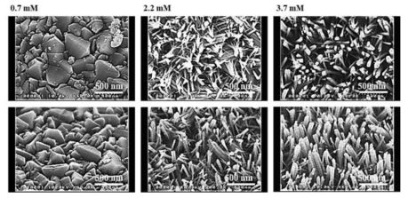 전구체 농도에 따른 TiO2 NR의 SEM image