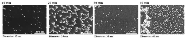 합성 시간에 따른 Au NP의 SEM image