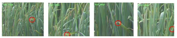 Crop disease labeling (representative examples)