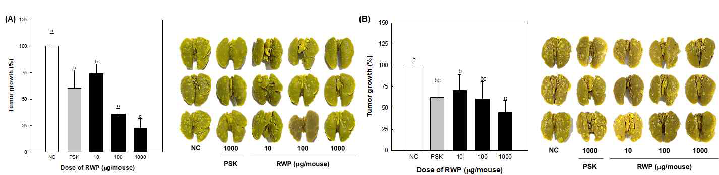 무청 유래 조다당 RWP의 정맥투여(A) 및 경구투여(B)에 의한 항종양 전이 효과 측정