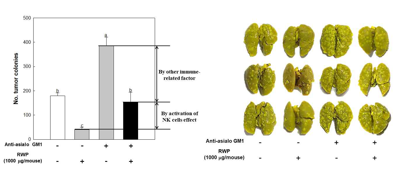 NK cell의 기능이 억제된 mouse model에서 RWP의 항종양 전이 효과 측정