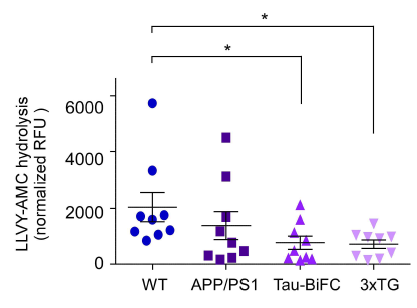 마우스치매모델에서 순환프로테아좀의 활성을 측정함. 15개월령 APP/PS1 (amyloid precursor protein/presenilin1), tau-BiFC (biomolecular fluorescence complementation） 3XTG (APP, PS1, Tau 삼중 변이 치매 모델) 마우스의 혈장으로부터 순환프로테아좀의 활성을 펩티드 기반 형광 기질을 사용하여 측정함. 각 9마리의 마우스를 이용함