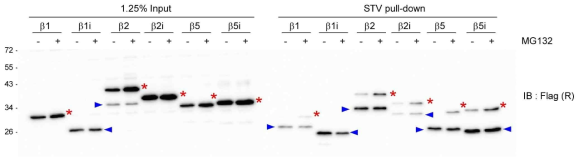 프로테아좀 어셈블리 과정의 추적연구방법 일례. 단백질 절단활성을 가지는 b1, b2, b5, b1i, b2i, b5i의 C-말단에 flag 표지한 후, MG132 처리 조건(halfmer끼리의 결합을 억제)에서 총량(◀, immature form)과 프로테아좀으로 어셈블리된 양(*, mature form)을 비교분석 하였음