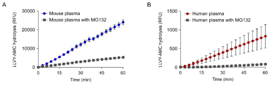 마우스 (A) 와 인간 (B) 혈장내에 순환프로테아좀의 활성 확인. 펩티드 기반 프로테아좀 활성 측정용 모델 기질 (LLVY-AMC)를 이용하여 순환프로테아좀의 활성을 측정함. 마우스의 혈장은 1mL을 사용하였으며, 인간의 혈장은 20 mL을 사용함. MG132는 프로테아좀의 억제제제로써, 혈장내 순환 프로테아좀의 활성을 효율적으로 억제함