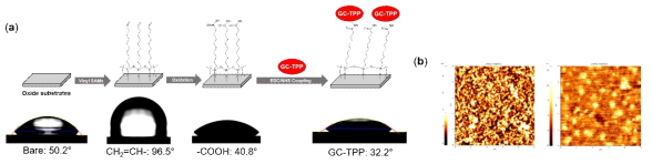 (a) GC-TPP로 표면 개질하기 위한 반응 과정 및 각 단계 별 물 접촉각 분석 결과. (b) 아무런 처리를 하지 않은 기판(왼쪽) 및 GC-TPP로 개질된 기판(오른쪽)의 원자 힘 현미경 이미지