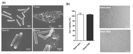 (a) 대조군과 DQA로 개질된 실리콘 및 티타늄 기판들에서 배양된 박테리아의 형상을 전자 현미경으로 분석한 결과, (b) 세포독성 평가 결과