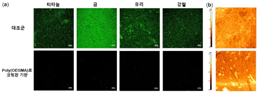 poly(OEGMA)가 도입된 다양한 종류의 기판들의 항균성 평가 결과: (a) 티타늄, 금, 유리, 강철(형광 현미경 이미지), (b) 나일론 기판 결과(원자 힘 현미경 이미지)