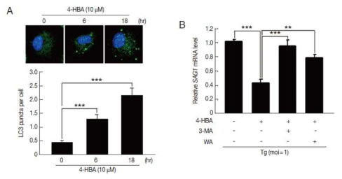 톡소포자충이 감염된 일차대식세포 내에서, 4-HBA의 자가포식 활성정도 비교분석