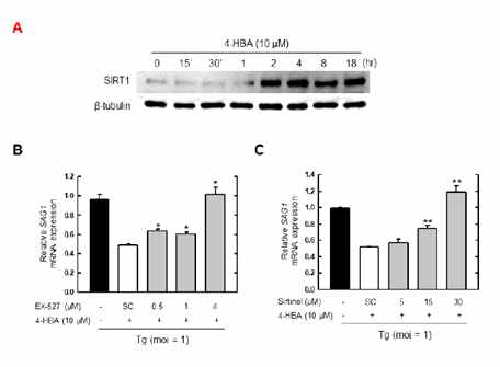 4-HBA-의존적 항톡소포자충 작용에 있어서 SIRT1의 역할규명
