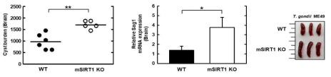 Myeloid specific SIRT1이 결핍된 마우스의 뇌 조직 내 톡소포자충의 감염비교분석